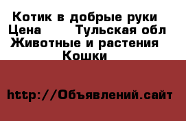 Котик в добрые руки › Цена ­ 1 - Тульская обл. Животные и растения » Кошки   